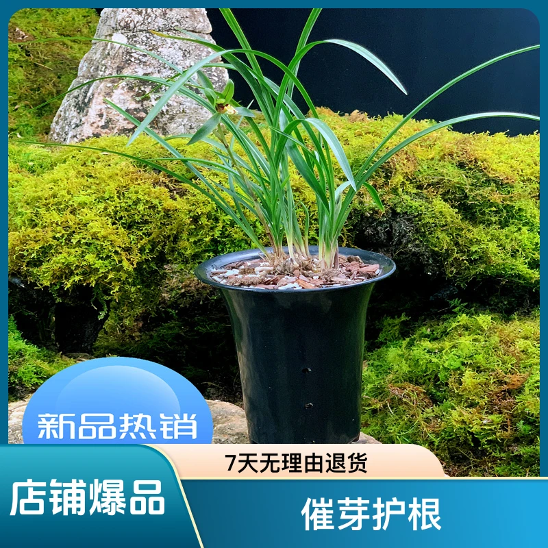 原生种源高山春兰朵朵香自然种源春兰