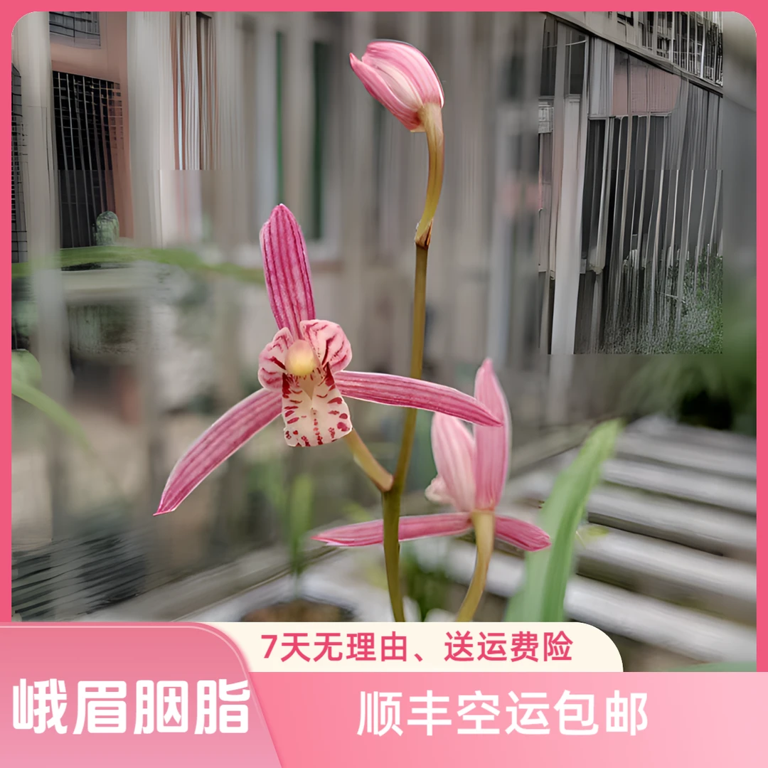 高山四季兰 峨眉胭脂