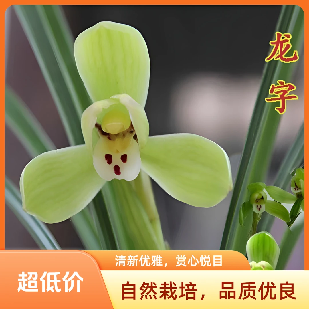 春兰老铭品-龙字