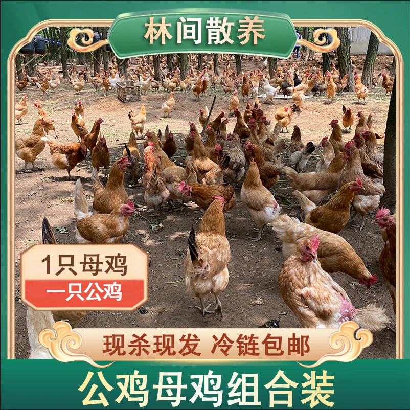 【山鸡哥】一只2年2斤母鸡+一只150天3斤公鸡 组合装 2只净重5斤
