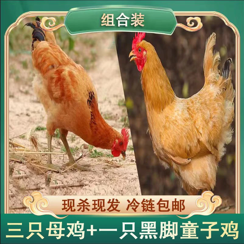 【张小妹】山东500天老母鸡三只+一只黑脚童子鸡组合装4只净重6.5斤