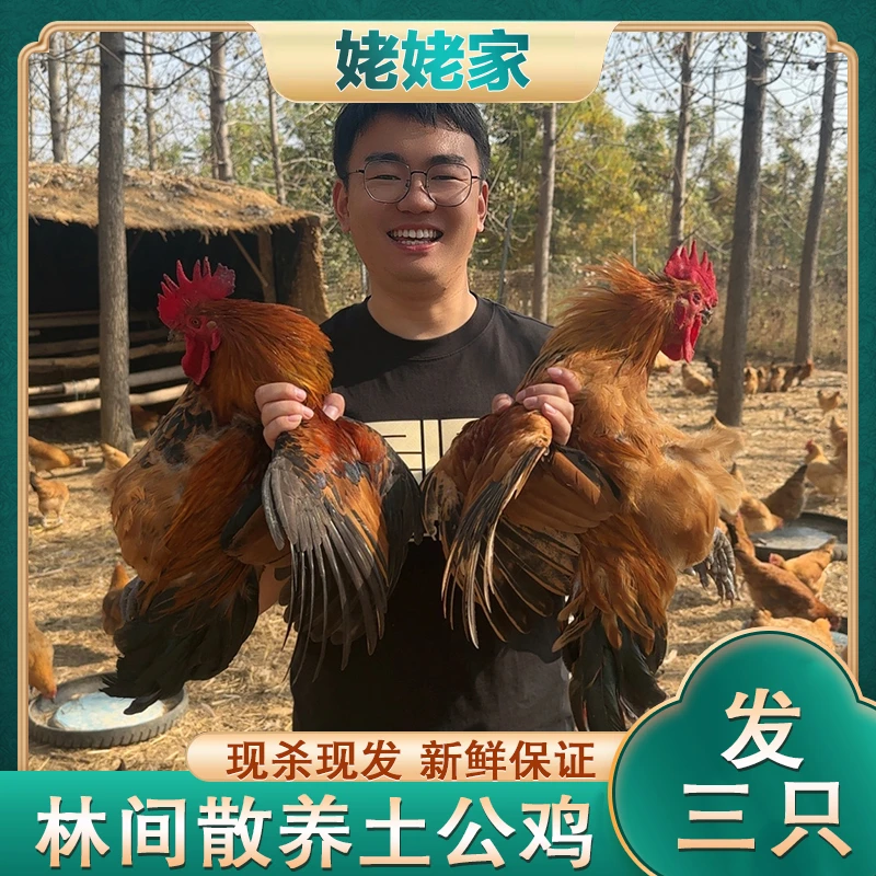 【姥姥家】放养土公鸡 肉质鲜嫩 带内脏 3只毛重13斤3只净重9斤