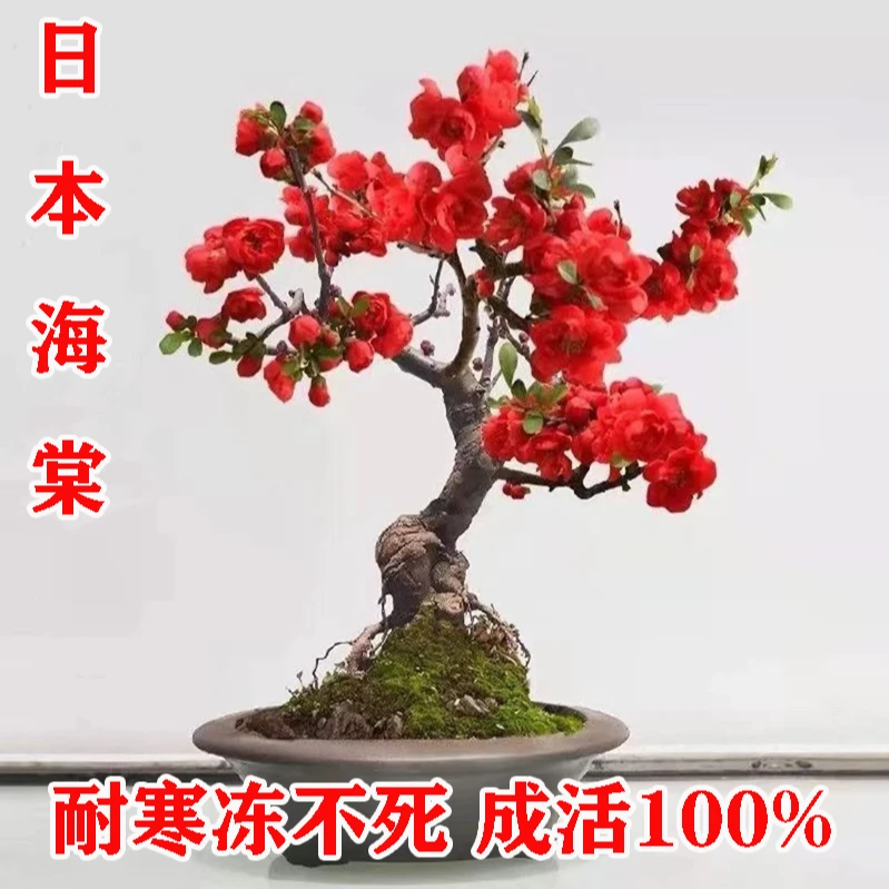 日本海棠花盆栽海棠苗老桩盆景庭院好养四季易活植物室内花卉绿植