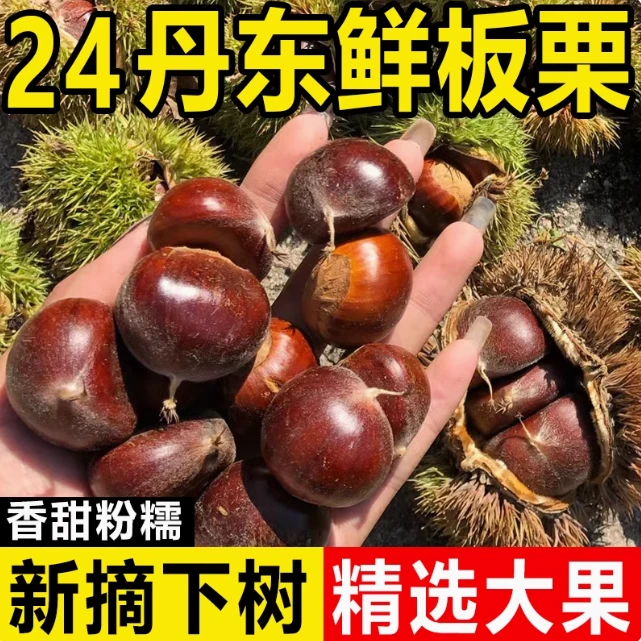 新下树正宗新鲜生现摘丹东板栗3斤5斤栗子锥油栗仁蔬罗田特难剥皮