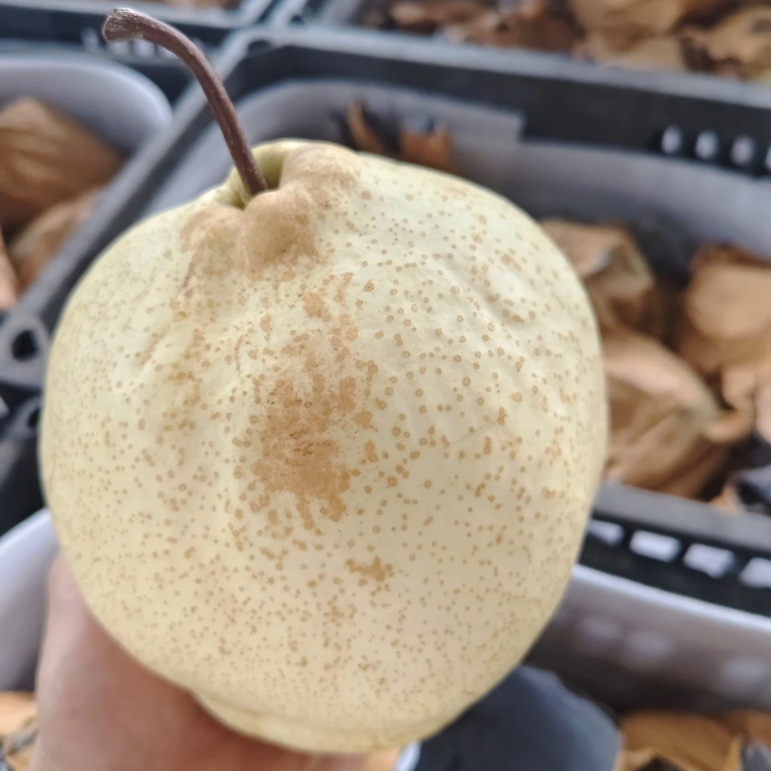 山东山农酥梨脆甜多汁新鲜水果当季应季纯甜无渣现摘现发果园直发