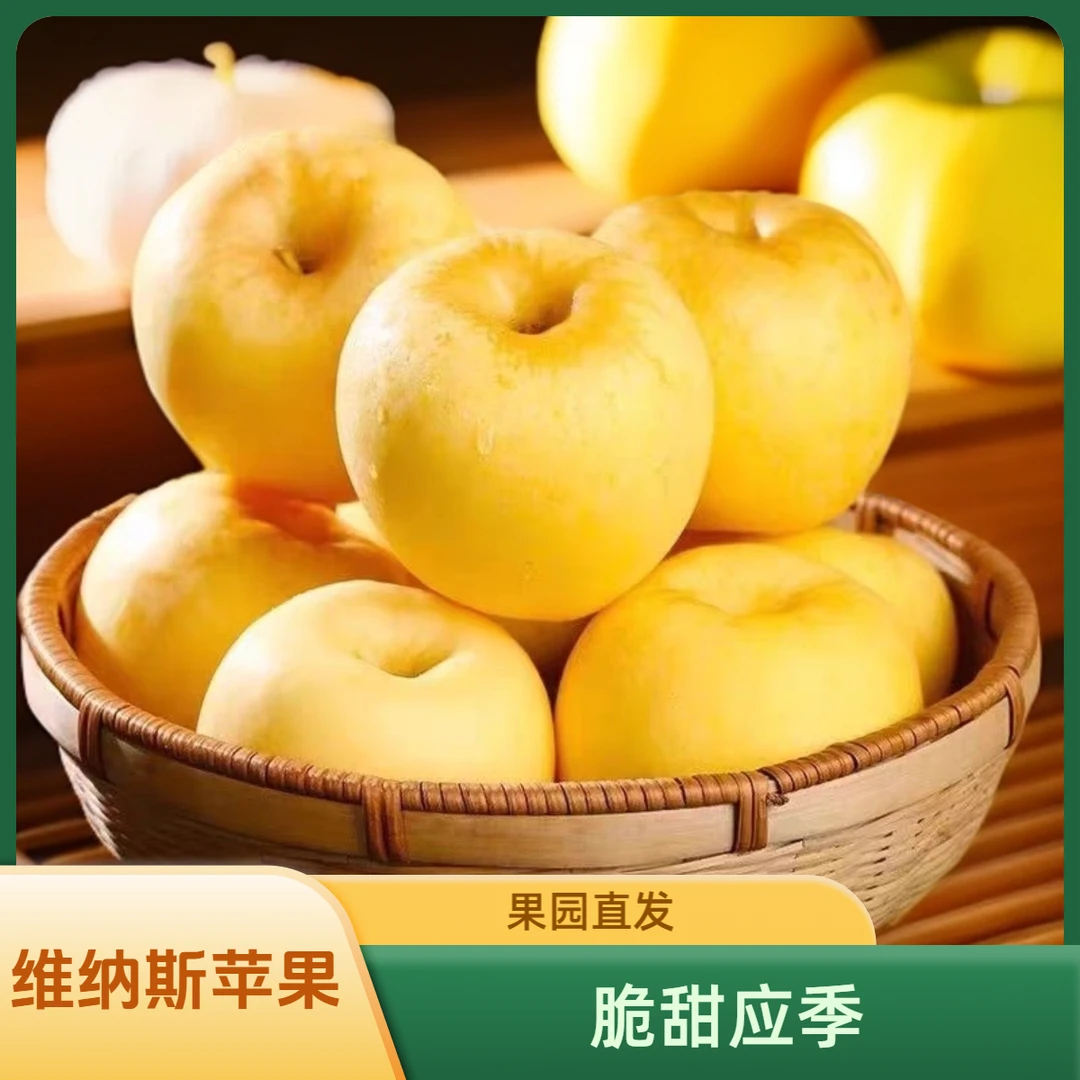 山东正宗维纳斯苹果脆甜新鲜水果应季纯甜现摘现发果园直发