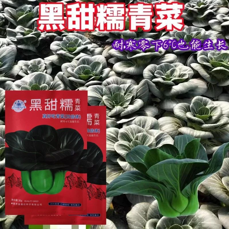 赣科黑甜糯青菜黑叶矮脚青种子矮脚苏州青秋冬季蔬菜种籽耐寒
