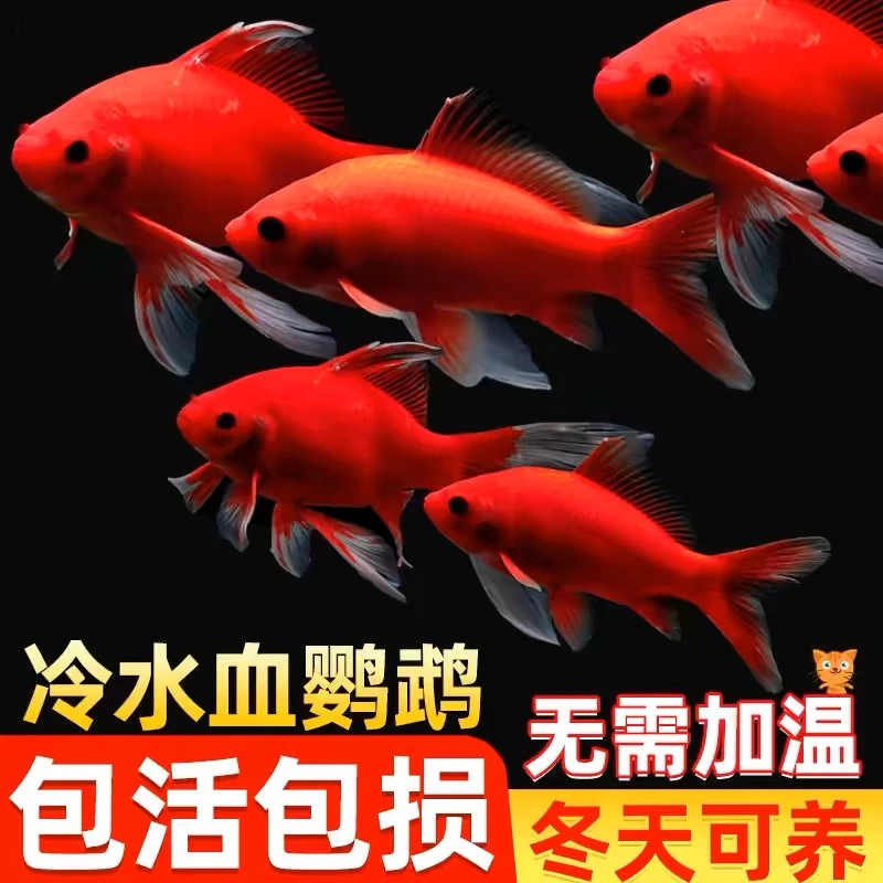 【至少20条】喜迎红金火凤凰淡水鱼好养易活冷水鱼观赏鱼包邮活物