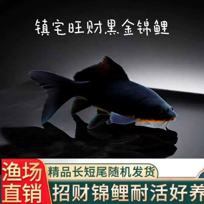 乌金观赏鱼铁包金冷水鱼精品锦鲤包邮发货