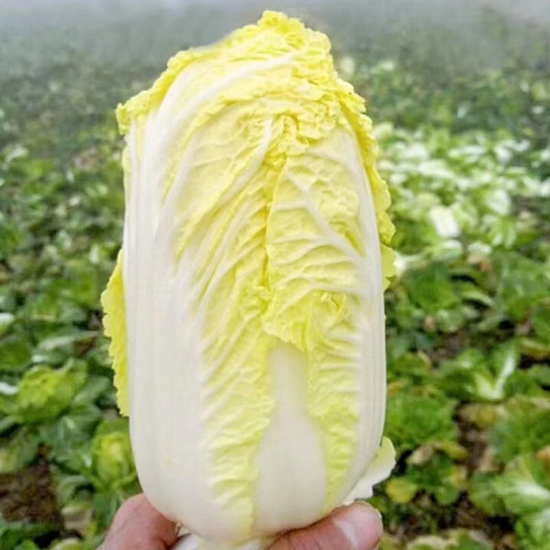 【黄心娃娃菜】农家自种黄心娃娃菜当季时令蔬菜现摘现发娃娃菜