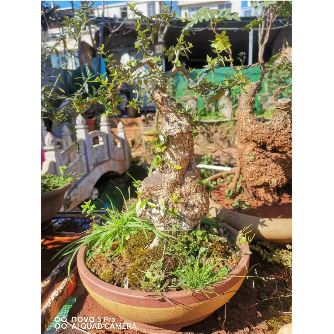 绿植园艺尖叶木西兰