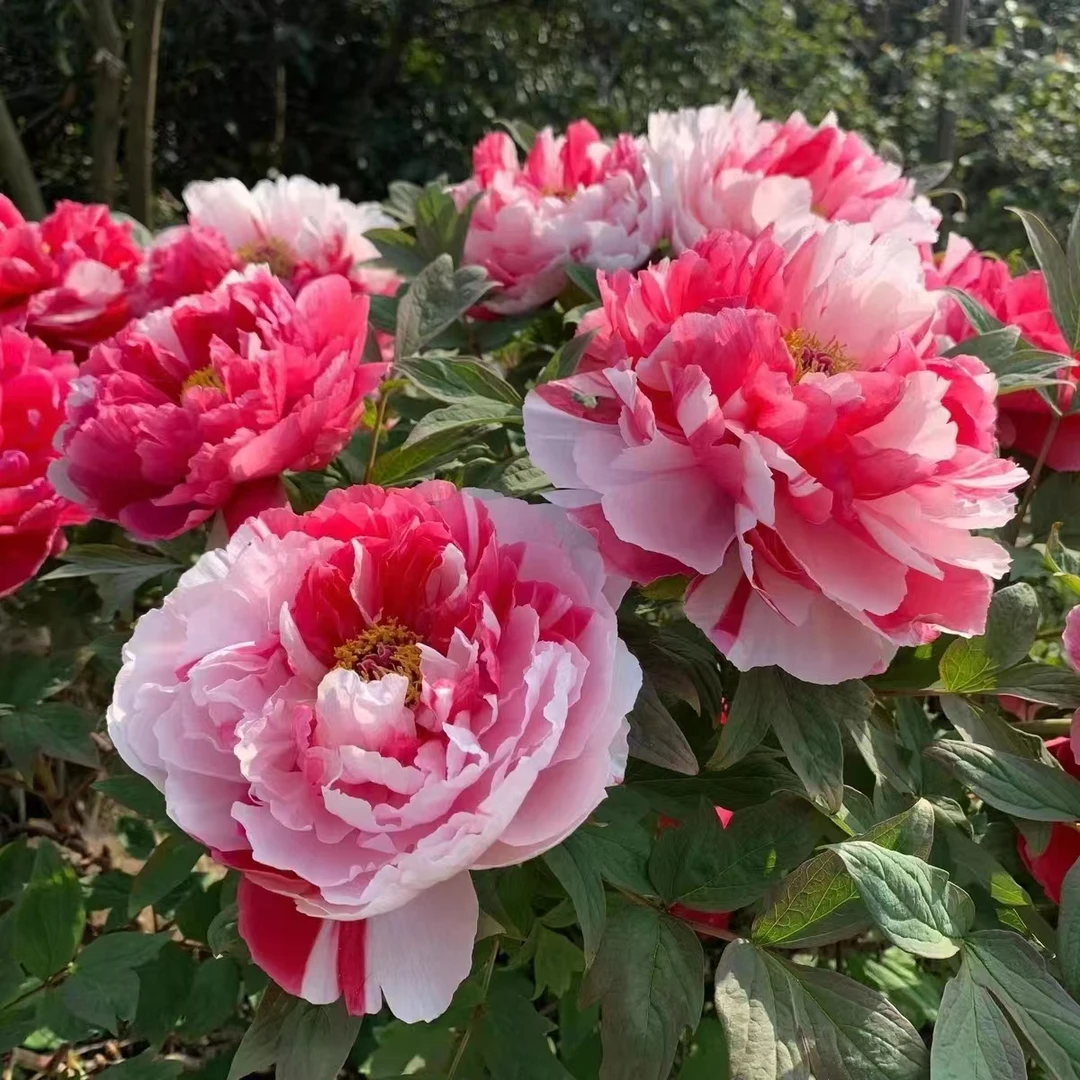 【岛锦】五年苗进口系花大色艳