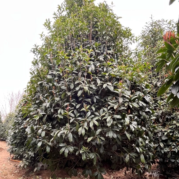 精品桂花树苗大树型一物一拍