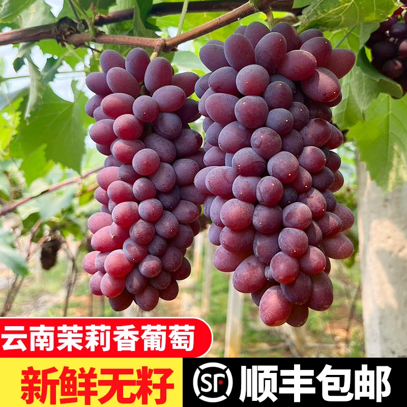 云南郁金香无籽葡萄茉莉香小葡萄新鲜水晶葡萄孕妇儿童水果包邮