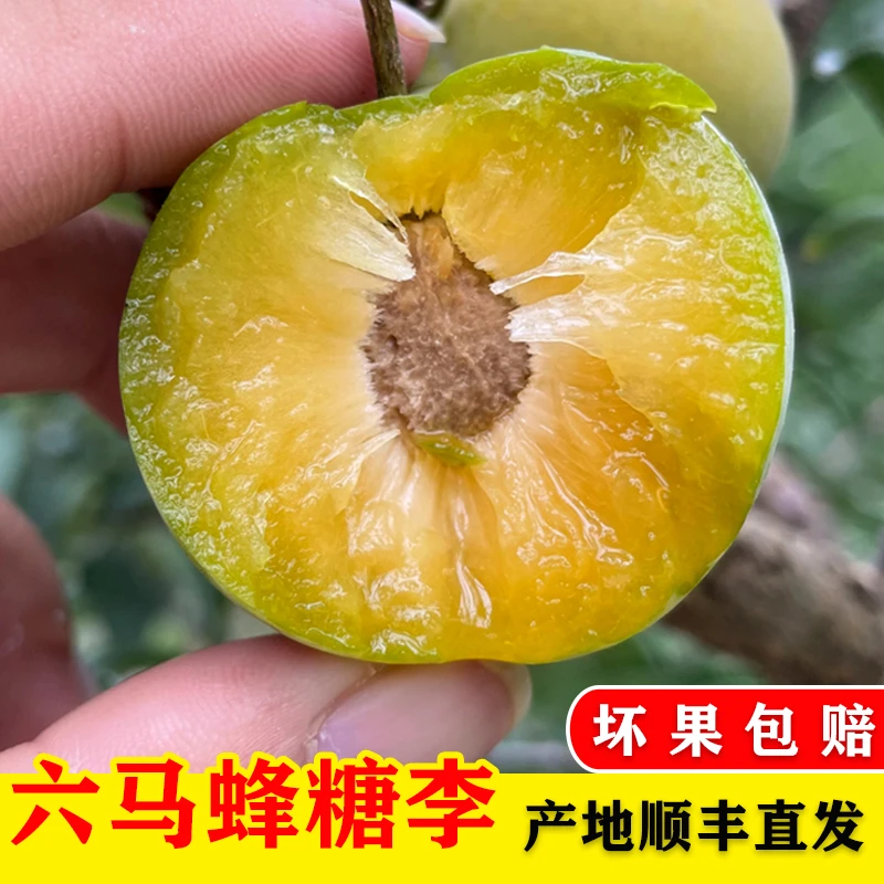 贵州镇宁六马蜂糖李大果新鲜产地直发孕妇水果脆甜脱骨李子包邮