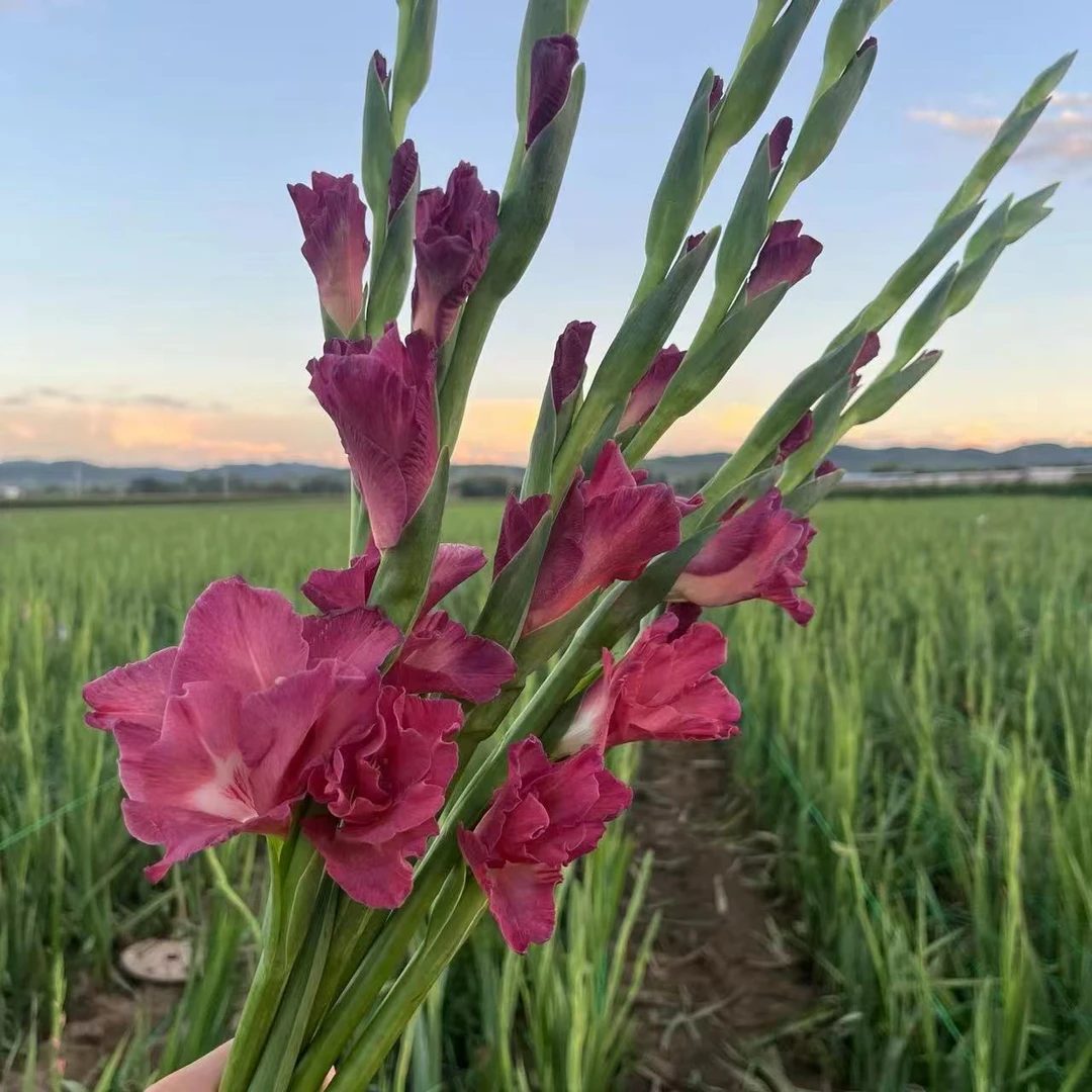 【剑兰鲜花乌梅子酱】剑兰居家办公室插花品质保证东北基地包邮好