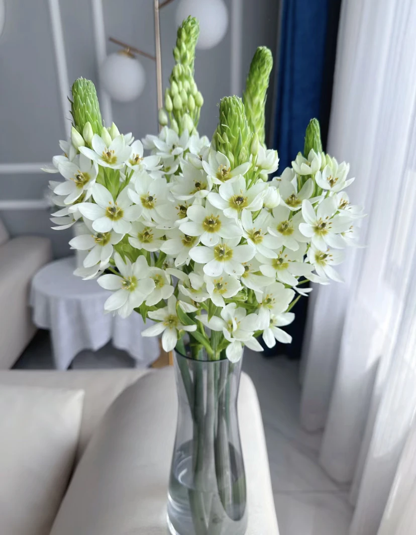 【圣心百合】居家水养鲜切花办公室室内年宵花东北顺丰包邮