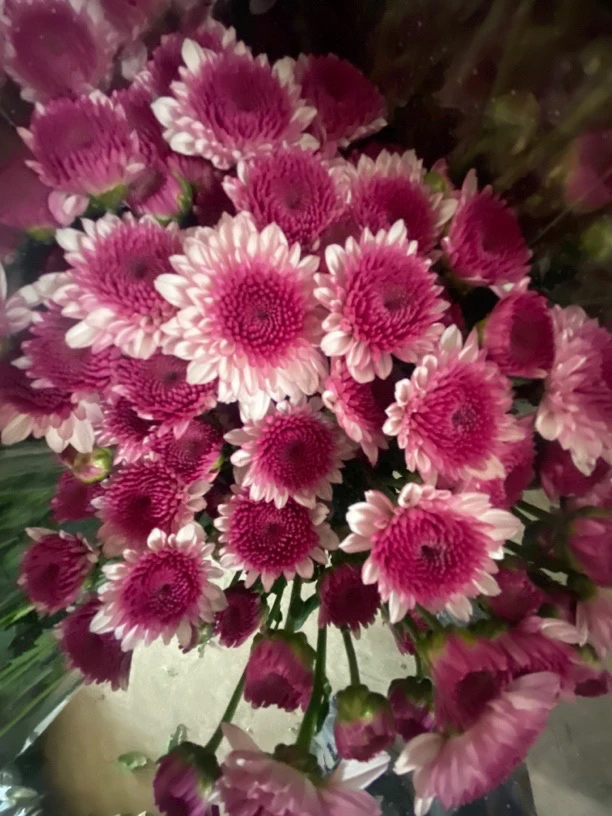 【步粉】小雏菊居家插花品质保证顺丰包邮自然鲜切花应季花材