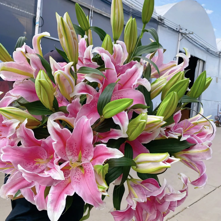索尔邦香水百合鲜切花东北顺丰包邮情人节花居家插花品质保证简单