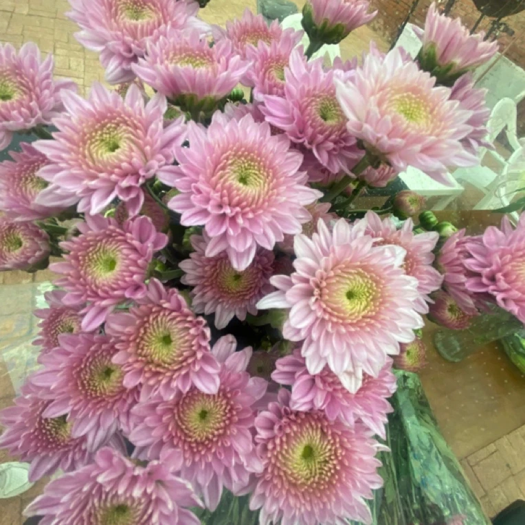 【卡明粉】小雏菊居家插花品质保证顺丰包邮自然鲜切花应季花材