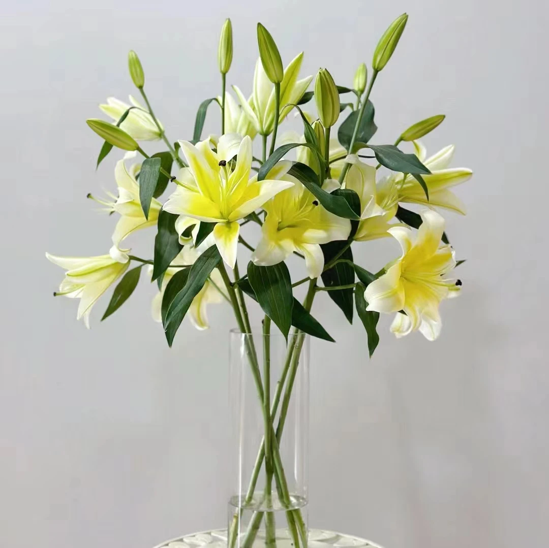 【百合鲜花黄天霸】香水百合浓香居家水养办公室家庭插花顺丰包邮