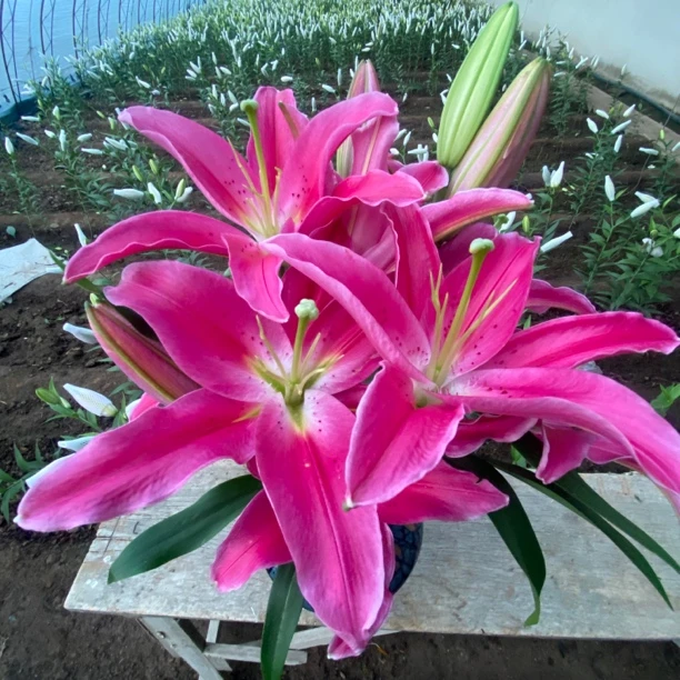 【西诺红】香水百合鲜花水养鲜切花办公室室内插花桌面装饰东北顺丰