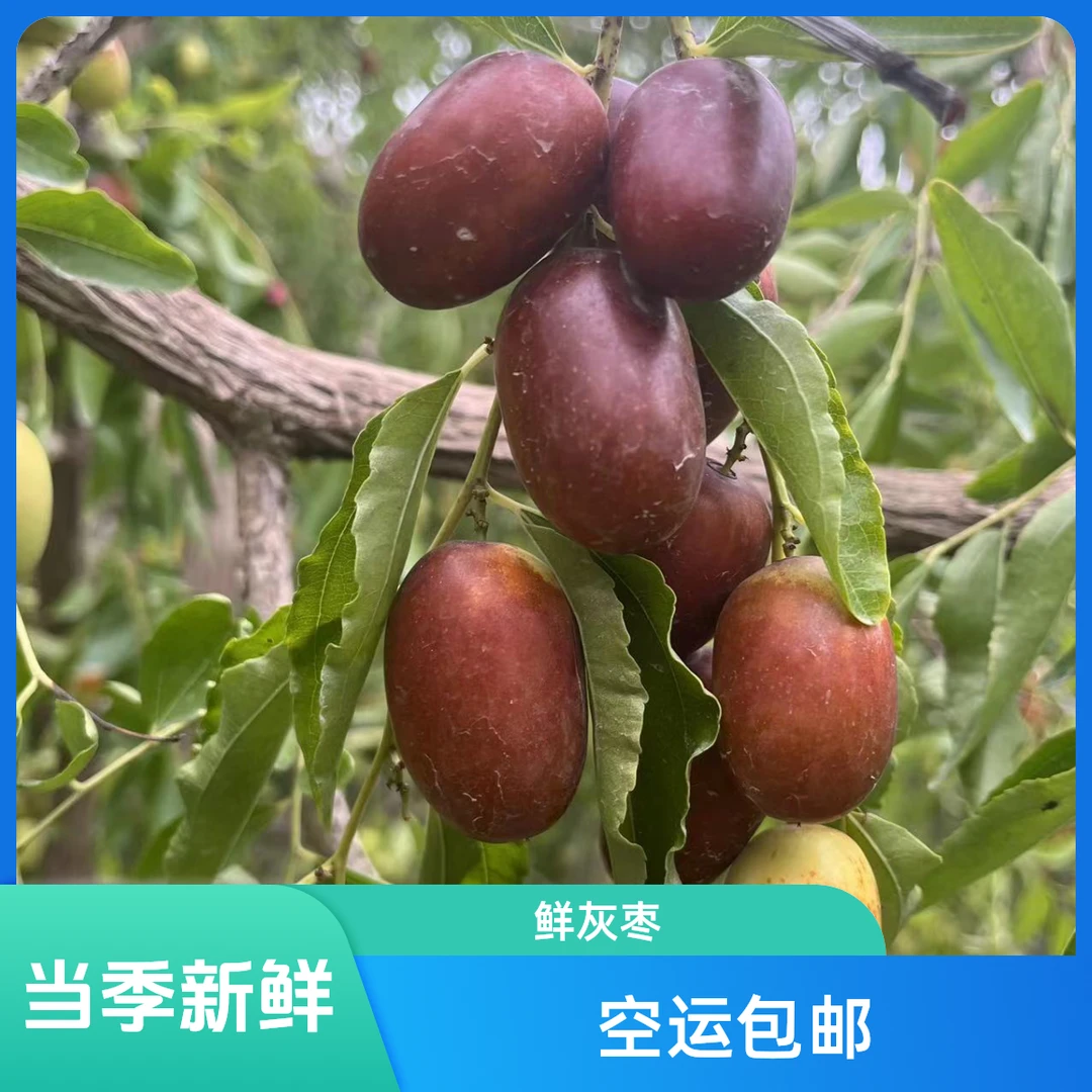 新疆鲜灰枣新疆产地自产自销现摘现发蒸着吃也好吃5斤装产地直发
