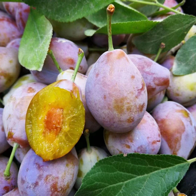 1212精选 新疆正宗伽师小西梅 法兰西西梅  顺丰空运