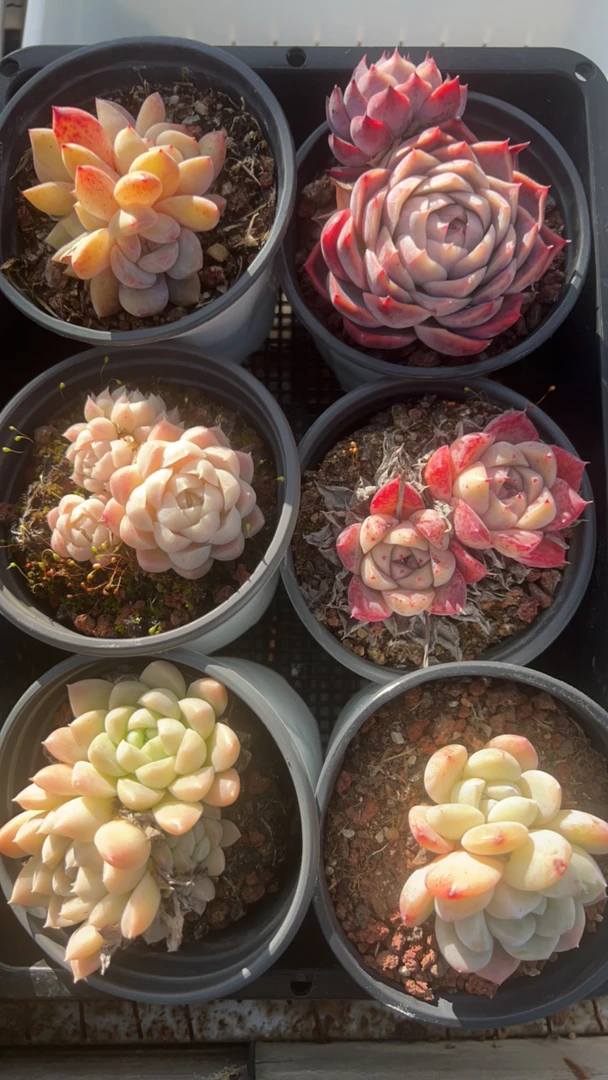 精选六颗多头多肉植物大棚直发随机发货不含盆