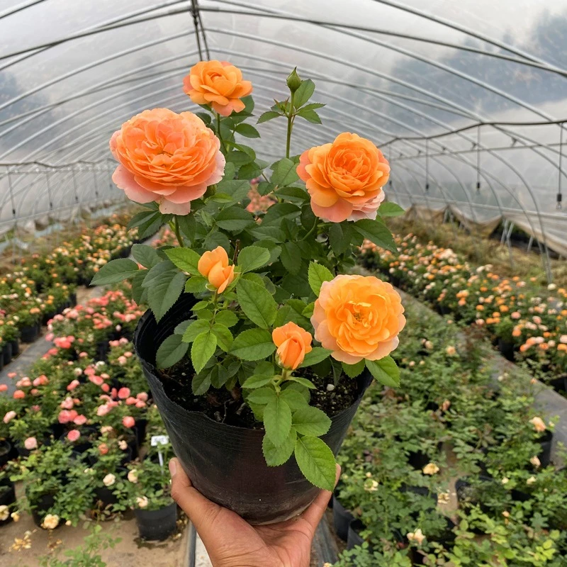 月季特大花浓香果汁阳台庭院花卉植物盆栽蔷薇四季玫瑰花苗带花苞