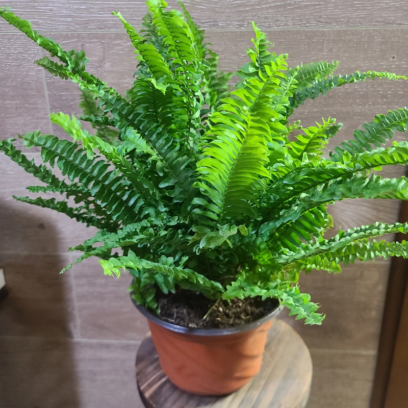 150口径盆波士顿蕨，耐阴室内绿植花卉盆栽。雨林造景植物