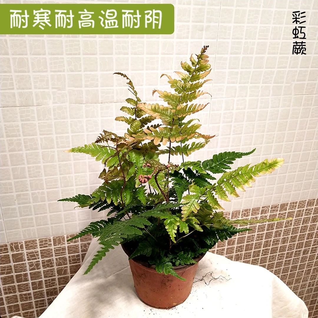 小盆彩虹蕨90口径花盆是没耐新好养雨林喜湿植物