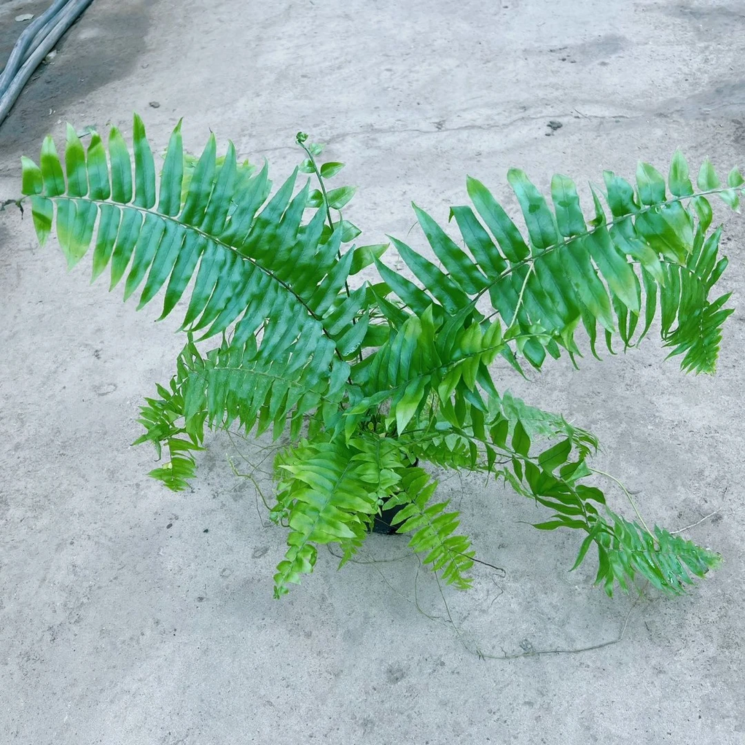 110口径盆霸王蕨，喜湿耐阴雨林造景蕨类植物，新手好养高档观叶植