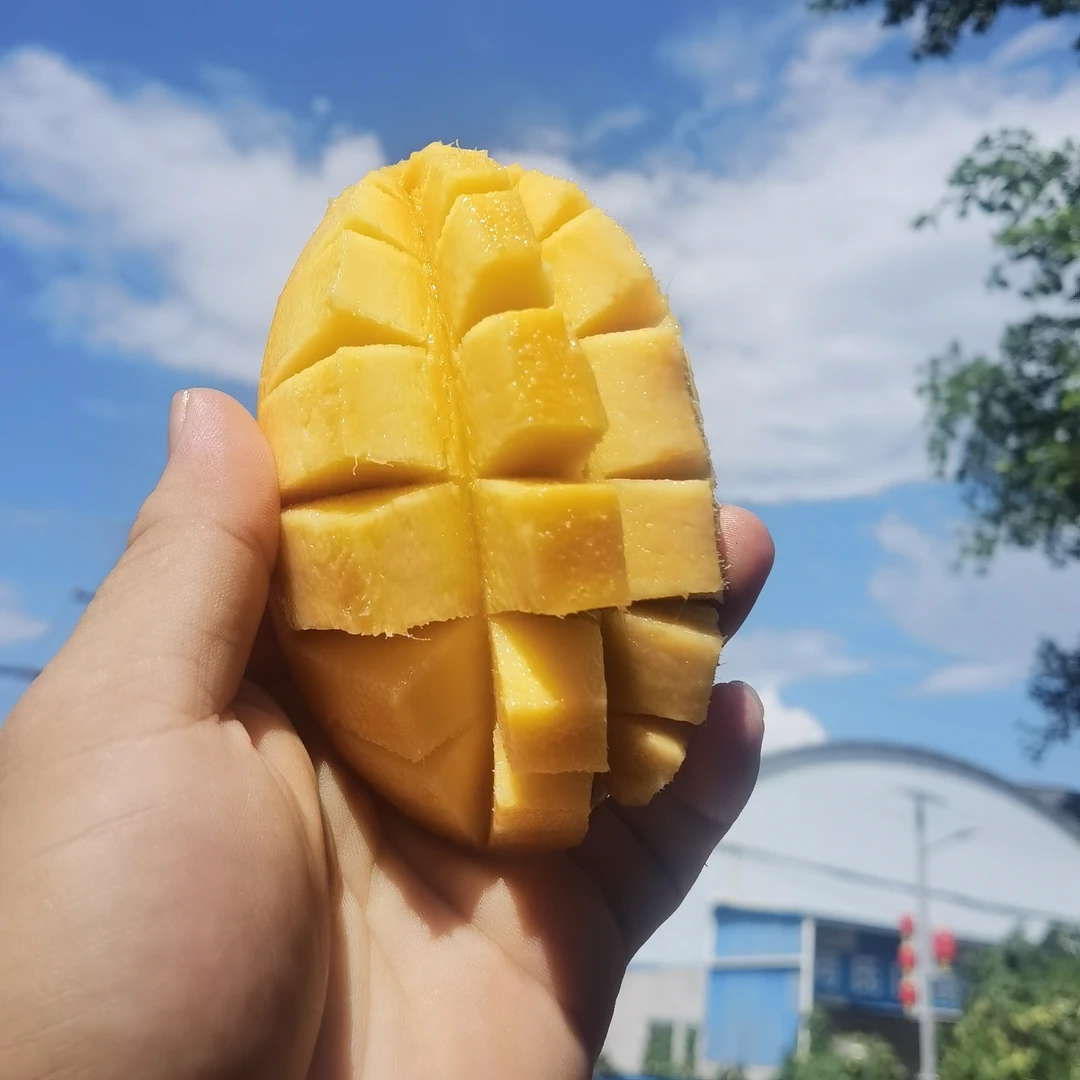 云南老品种芒果贵热3号云南永德临沧发货。