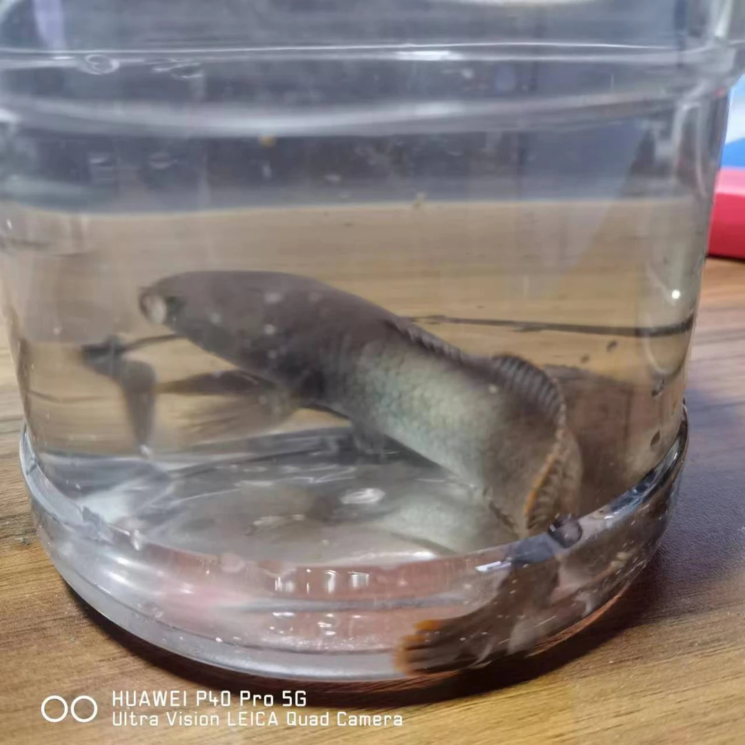 云秀川南鳢雷龙鱼食用鱼冷水鱼龙鱼凶猛七彩雷龙淡水活体彩虹雷龙