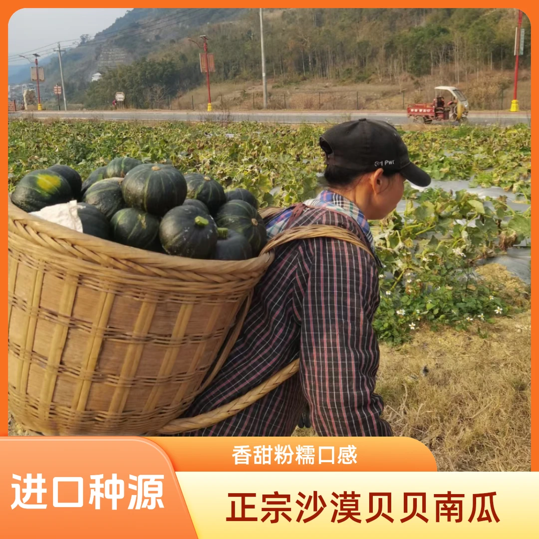 农家新鲜当季板栗味三色贝贝阳光小南瓜香甜粉糯五斤装水瓜包赔辅