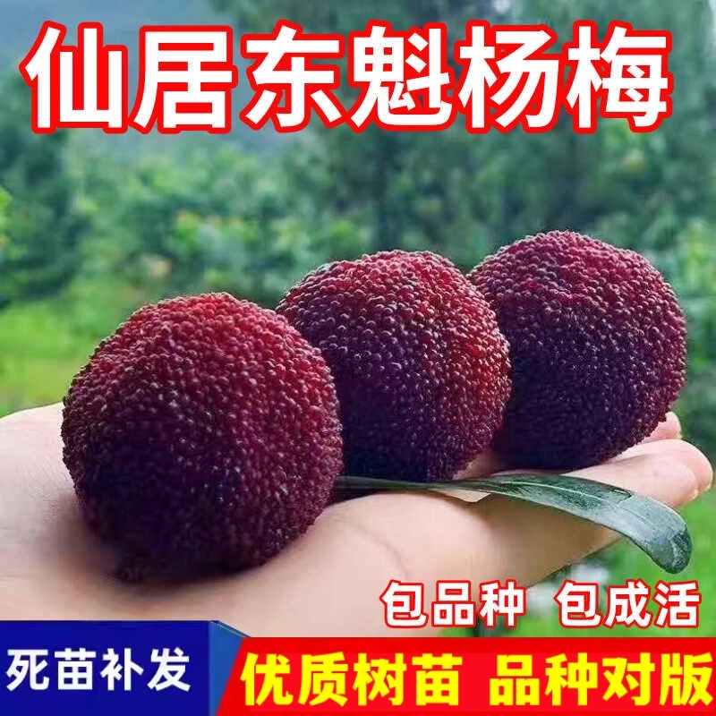 仙居东魁杨梅树苗南北方地栽庭院盆栽种植嫁接杨梅果树苗当年结果