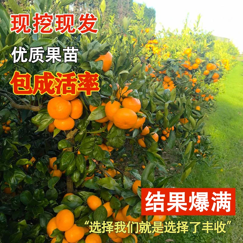 金桔树盆栽带果脆皮金桔苗四季金钱橘树苗蜜糖金桔树树苗基地直销