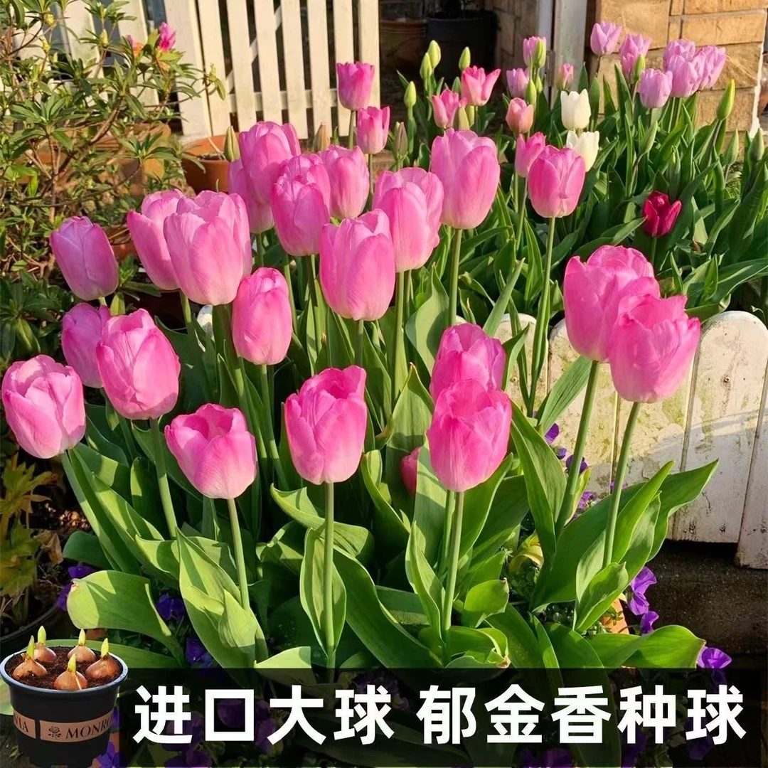 荷兰进口一代郁金香大种球水培土培地栽室内室外简单易活新手小白