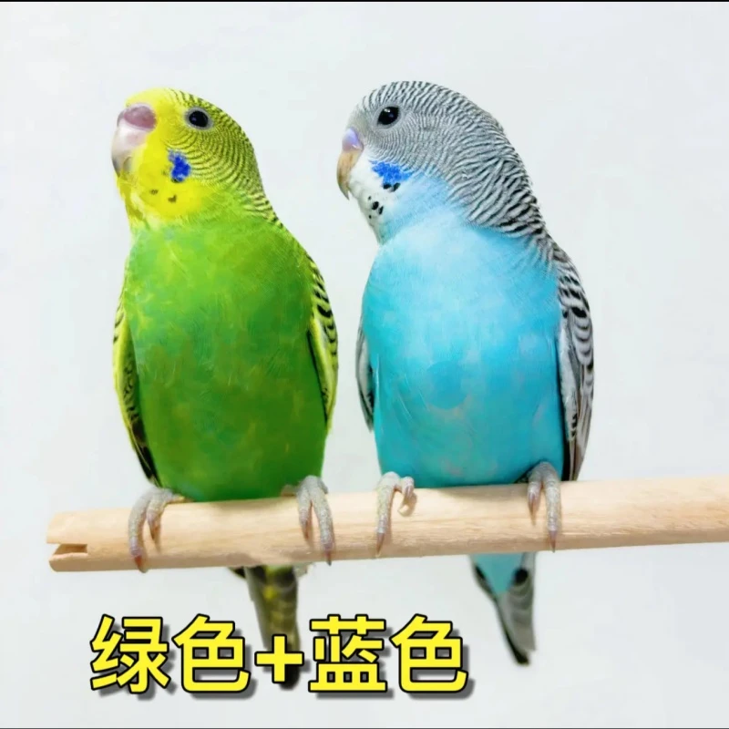 七八【鹦鹉】宠物鸟包邮包活