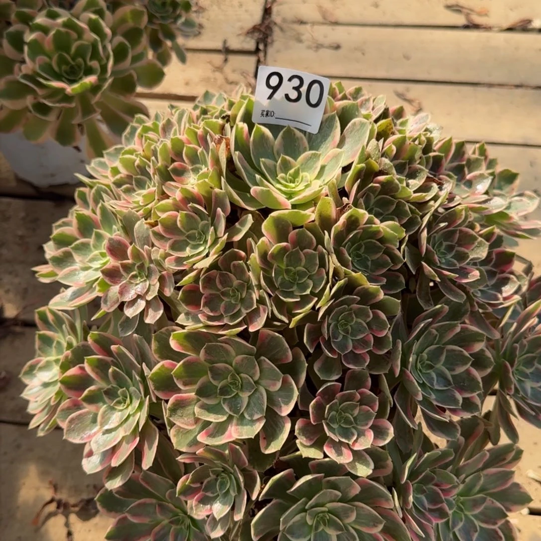 【闪购商品】930多肉