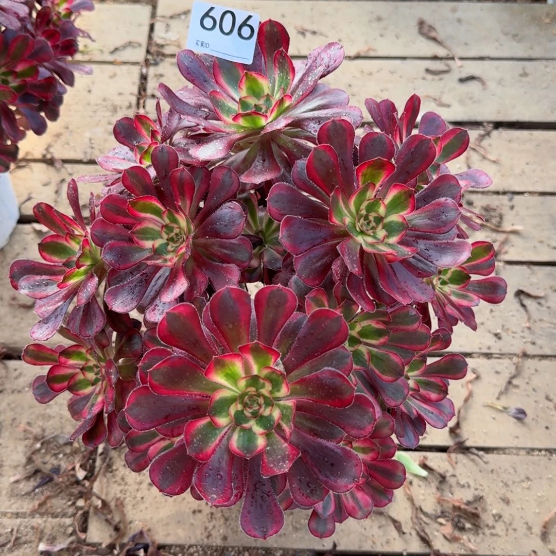 【闪购商品】606多肉