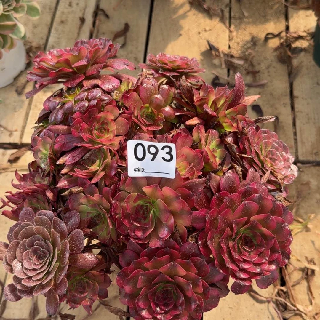 【闪购商品】093多肉