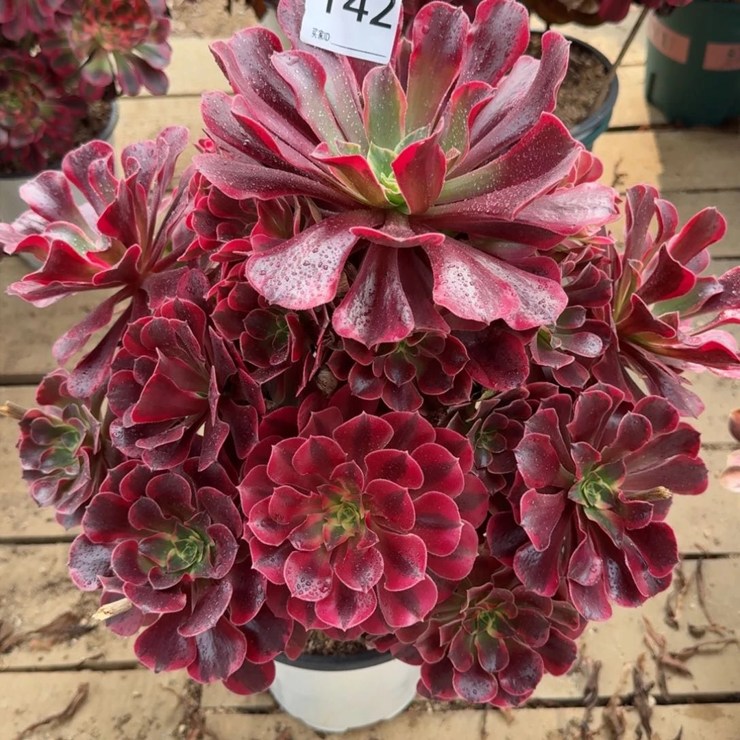 【闪购商品】142多肉