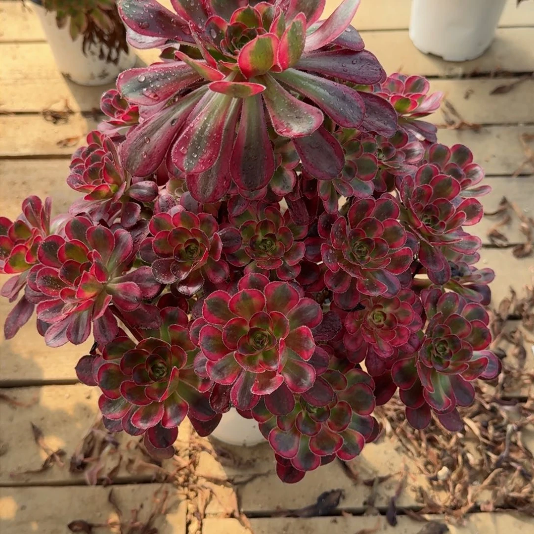 【闪购商品】068多肉