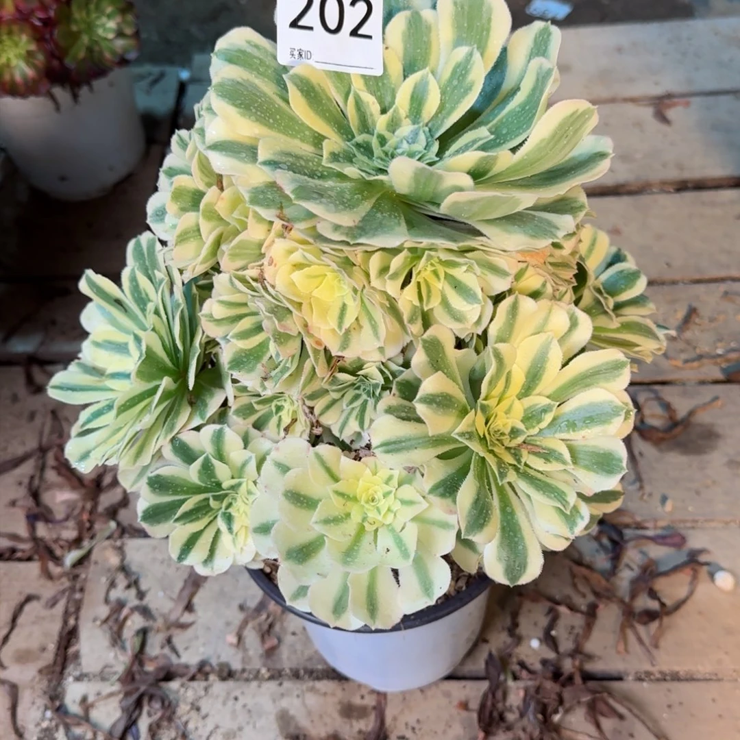 【闪购商品】202多肉