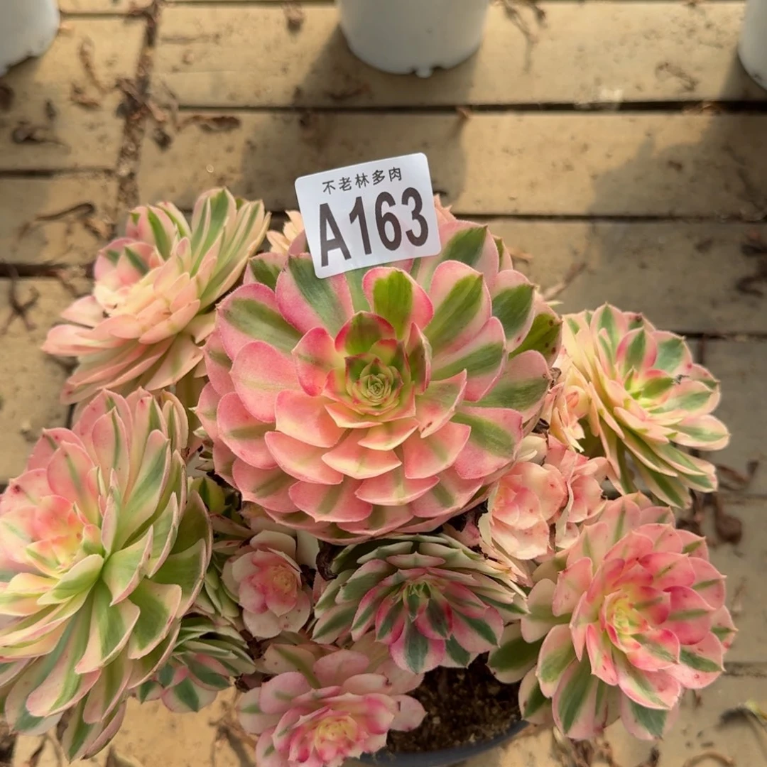 【闪购商品】163多肉