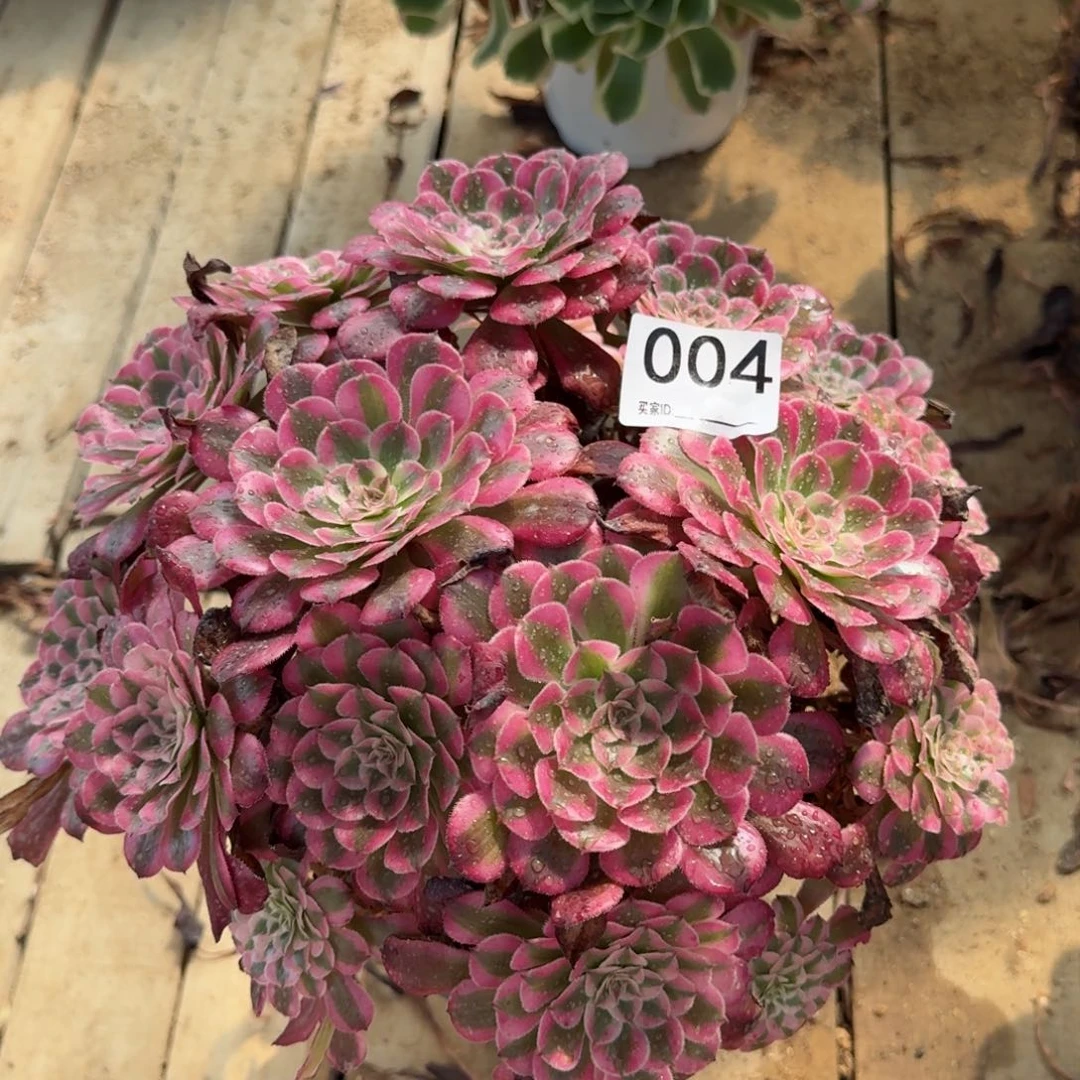 【闪购商品】004多肉
