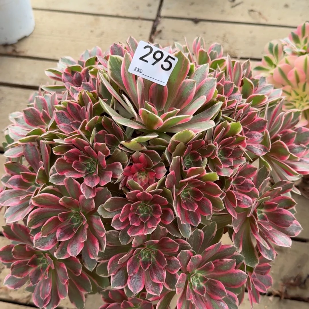 【闪购商品】295多肉