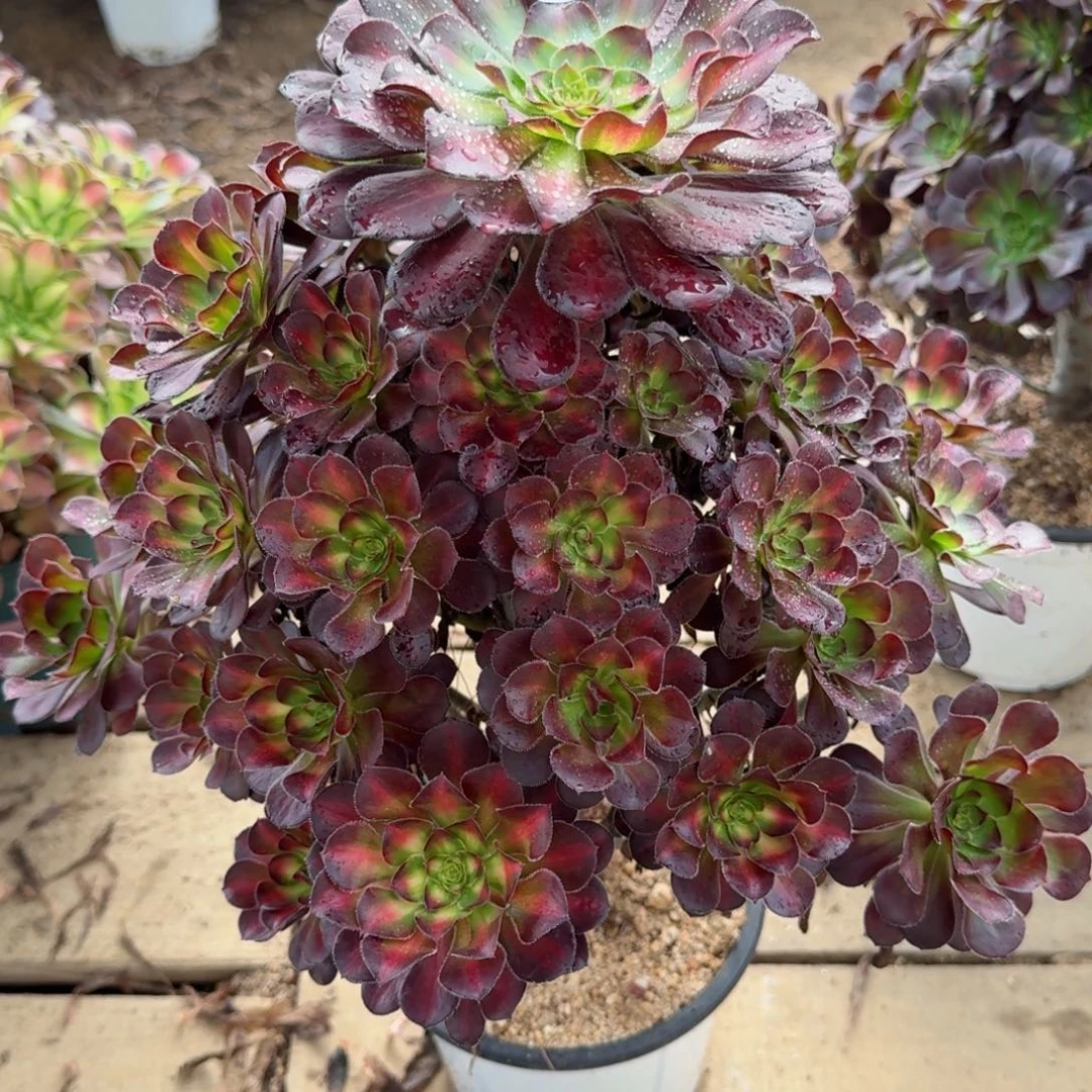 【闪购商品】098多肉